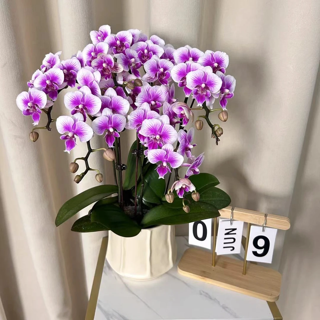 蝴蝶兰《可爱多》粉白色系 浪漫高级感家居花卉