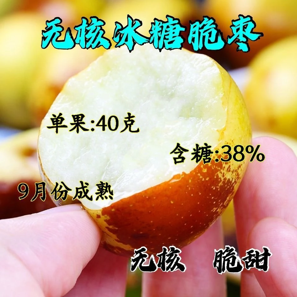 无核冰糖脆枣树苗新品枣苗地栽嫁接枣树苗当年结果南北方种植耐寒