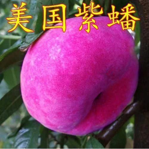 特大美国红蟠树苗 耐寒蟠桃树苗 紫蟠桃苗巴西玫瑰嫁接苗当年结果