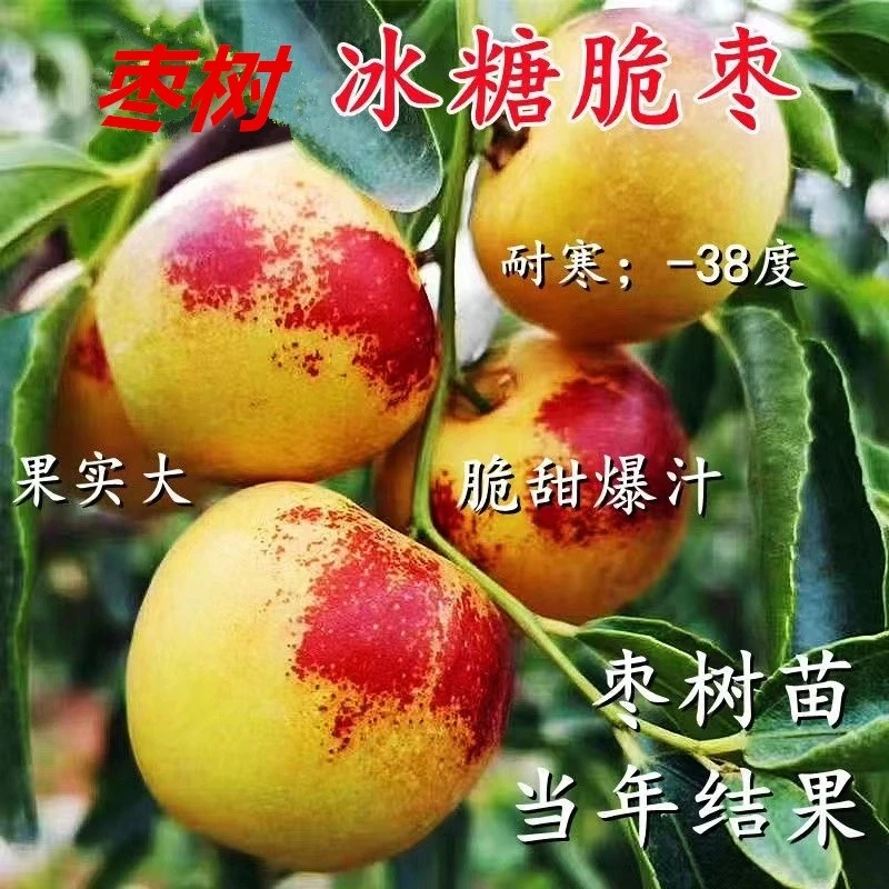新品种冰糖脆枣树苗嫁接枣子树苗南北方盆栽地栽种植当年结果树苗