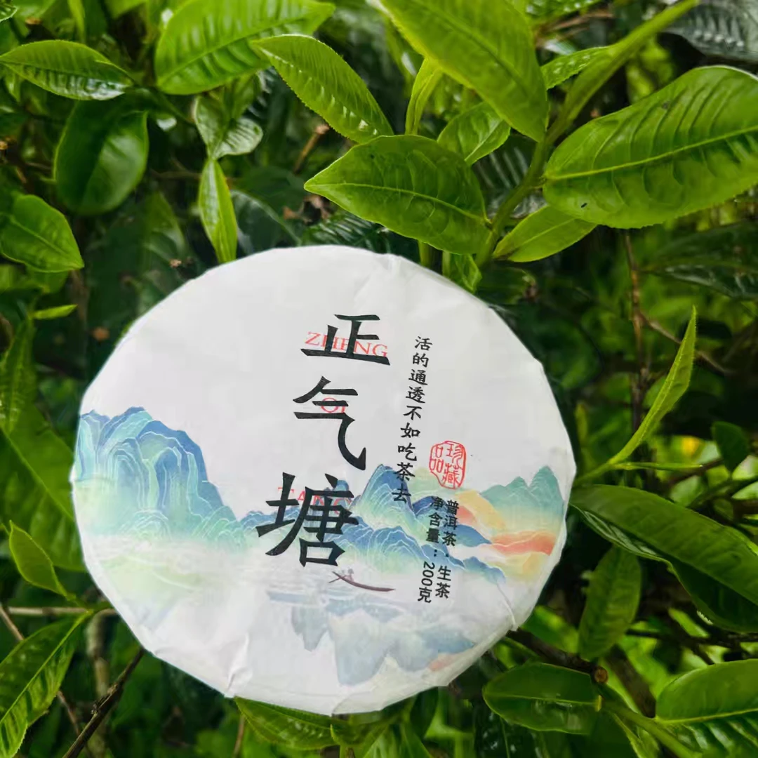 （正气塘古树春茶）200克饼茶小芳新号开播交友福利
