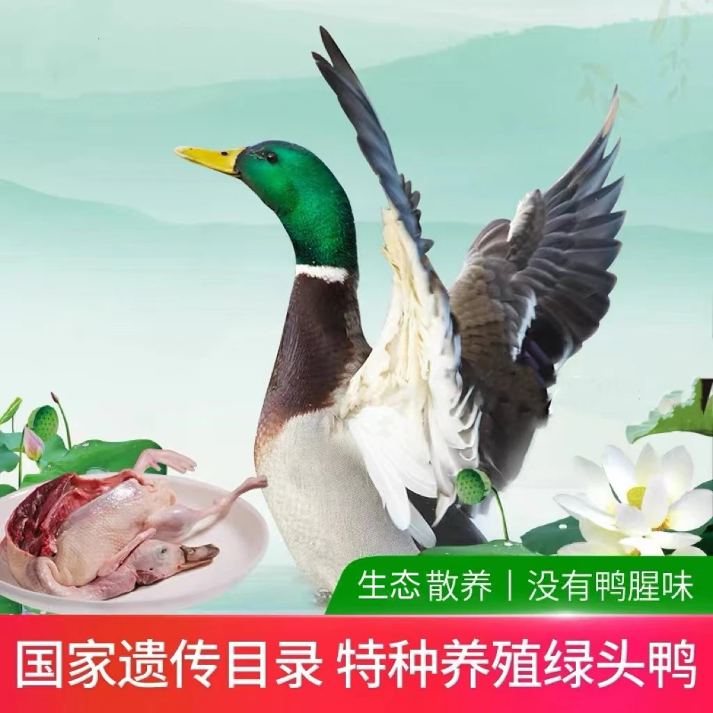 绿头飞鸭两只4斤左右现杀青头鸭肉质鲜嫩鲜美美味