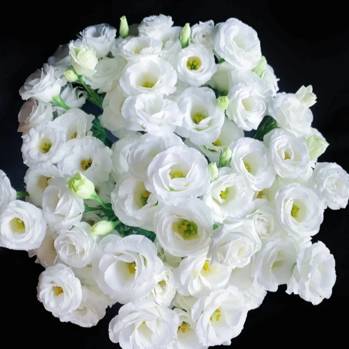 【探花甄选】白色洋桔梗 云南基地直发 店铺内任意治