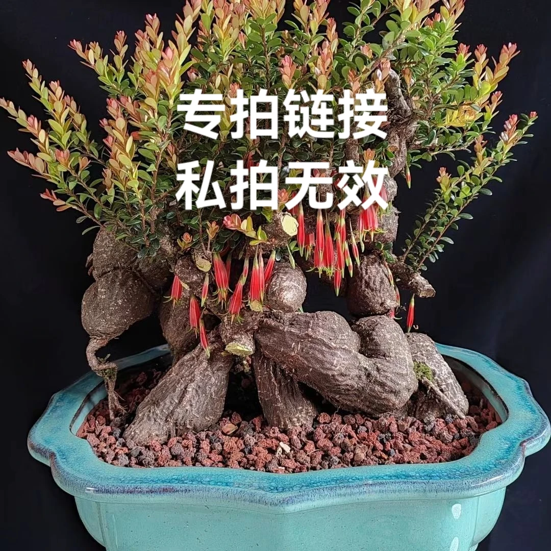 云南树萝卜吊金钟红花五翅莓四季常青不落叶懒人植物好养容易活
