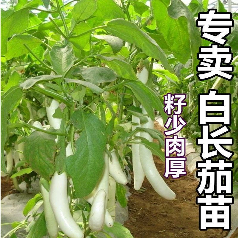 白玉茄子苗白色长茄子苗大龙水果茄子阳台盆栽蔬菜秧苗子批发种植