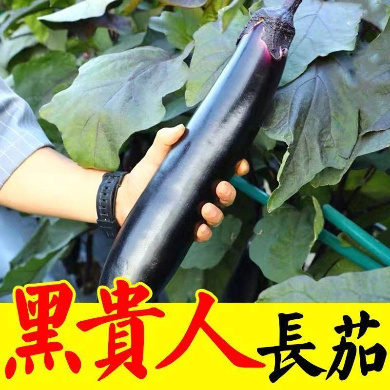 黑贵人长茄苗子紫黑长茄子苗秧紫长茄秧苗阳台蔬菜秧苗盆栽