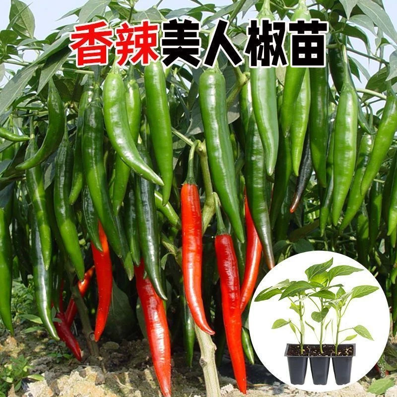 香辣美人椒苗秧苗红绿特辣二荆条蔬菜秧种苗红线椒海椒种子辣椒树