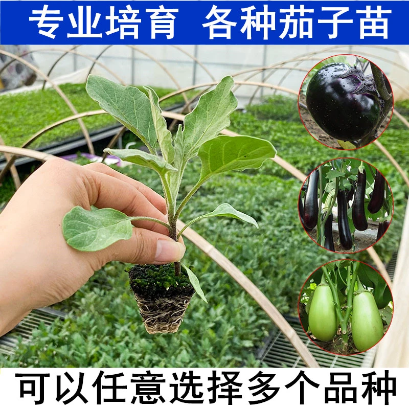 带土高产茄子苗紫长茄绿黑圆茄蔬菜秧辣椒番茄盆栽四季蔬菜种子苗