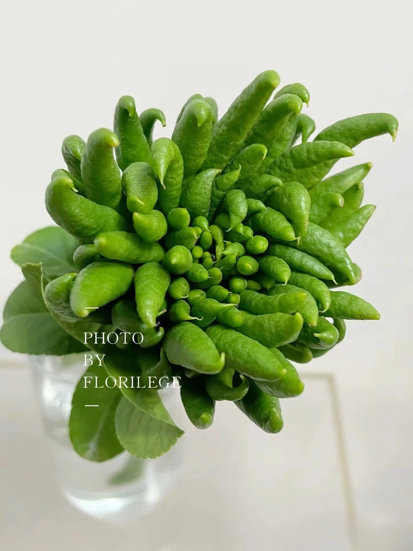 云南佛手老树果精品宠粉福利