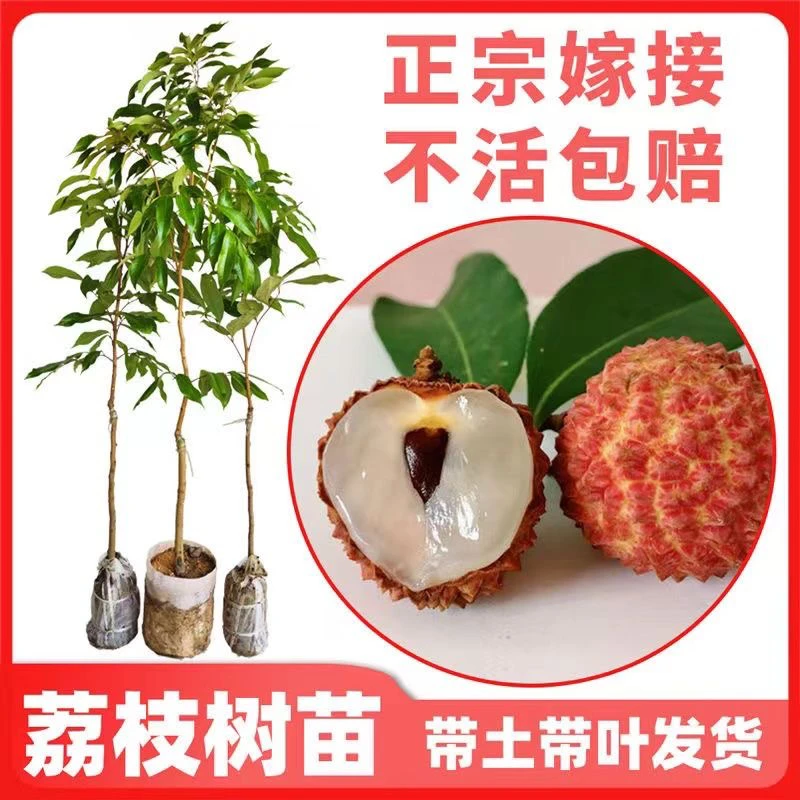 新品种无核荔枝苗带土带叶嫁接桂味盆栽地栽仙进奉早熟南方果树苗