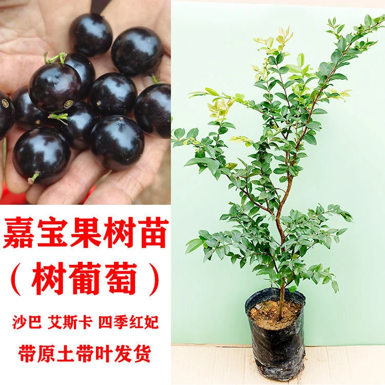 嘉宝果树苗正宗树葡萄苗果树四季艾斯卡沙巴盆栽阳台庭院南北方种
