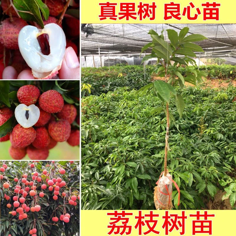 荔枝苗树苗当年结果荔枝树苗妃子笑桂味无核仙进奉荔枝苗嫁接大苗