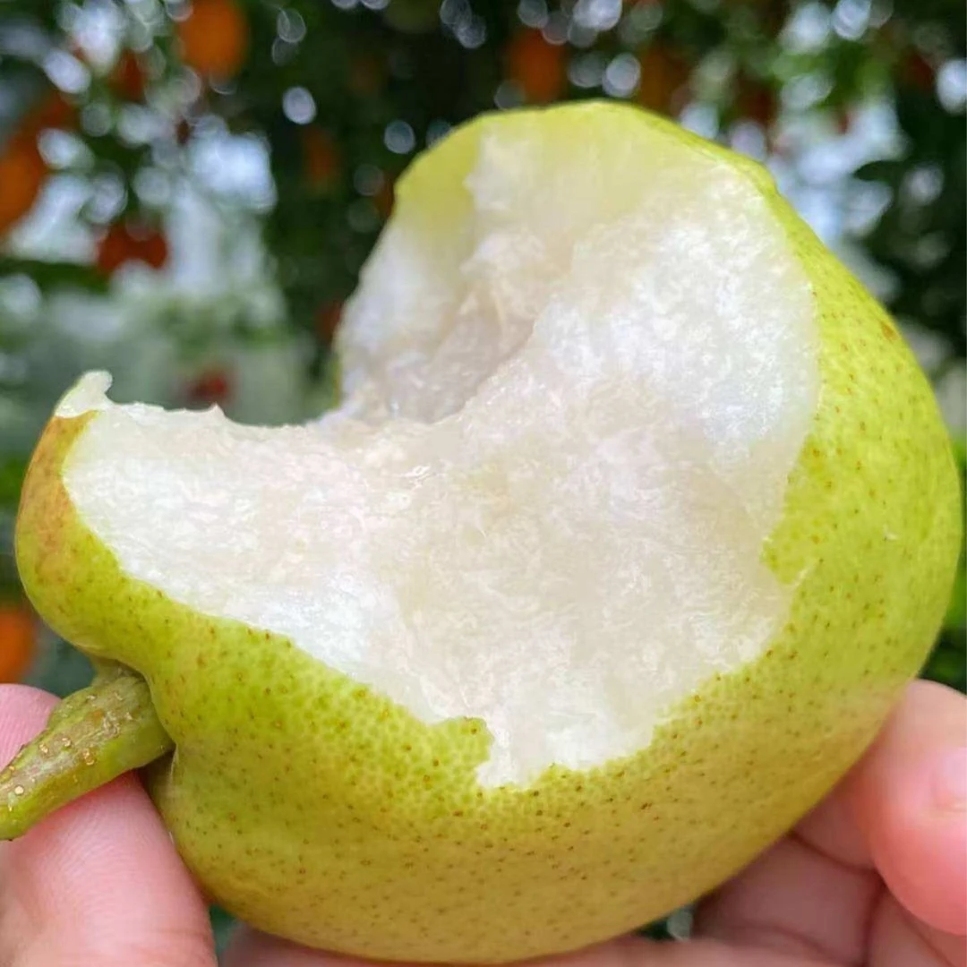 【同城配送到家】库尔勒香梨500g