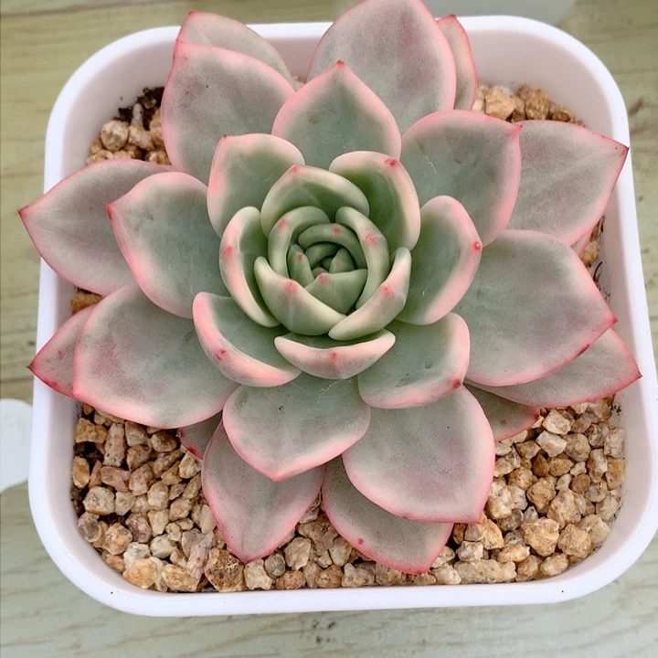 粉香槟锦植物多肉锦