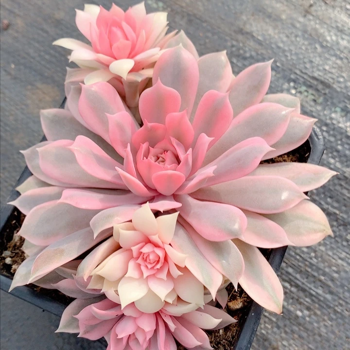 粉蝶锦植物多肉锦