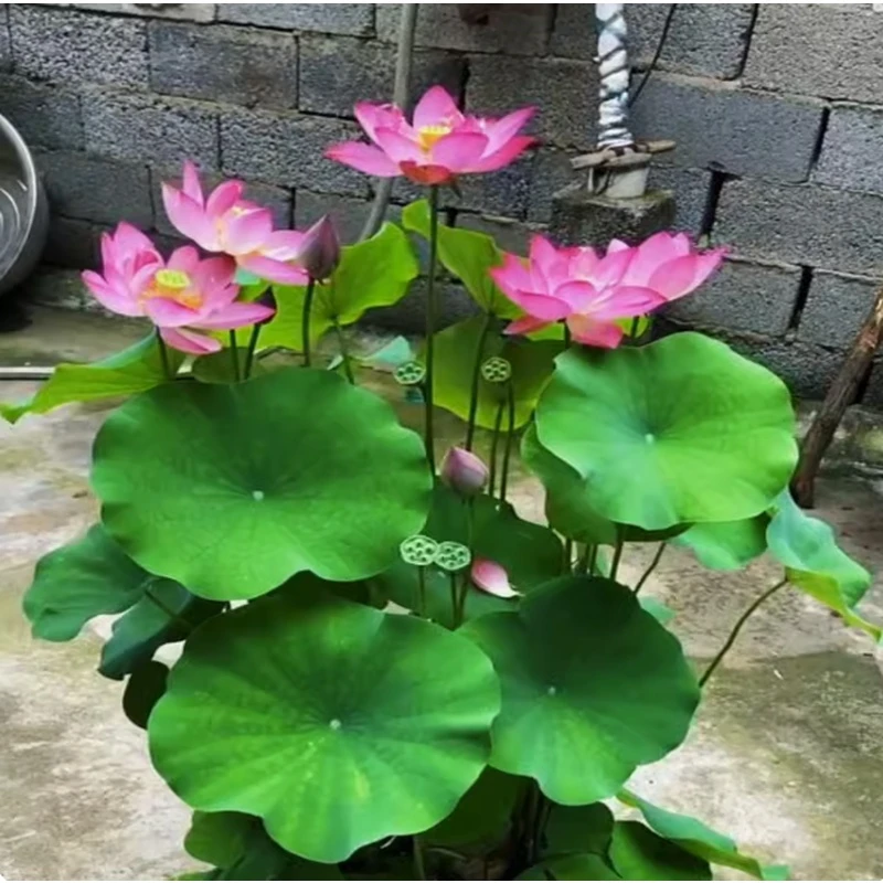 四季开花荷花种根苗水培观赏种藕盆栽水养鱼池塘水生植物花卉莲花