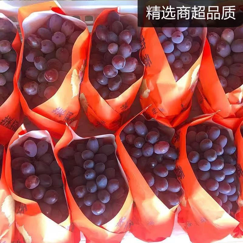 顺丰包邮东北茉莉香葡萄1斤2斤3斤郁金香葡萄现摘现发无籽新鲜