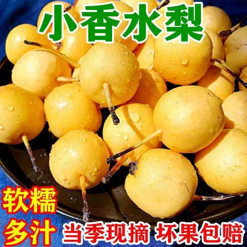 东北小香水梨老品种软糯香甜现摘现发香水梨孕妇水果3斤5斤新鲜
