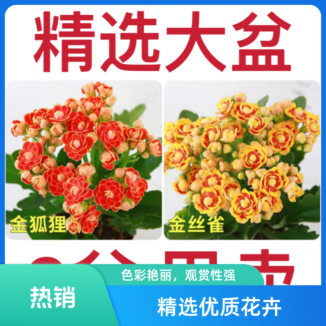 ERDIE/尔蝶【稀有长寿花】金狐狸盆栽重瓣四季开花新品客厅带花苞