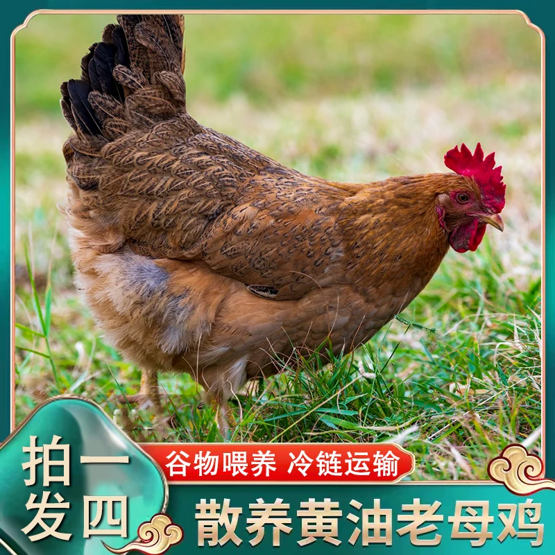 【花花家】农家放养500天黄油老母鸡 4只毛重10斤 4只净重7斤左右