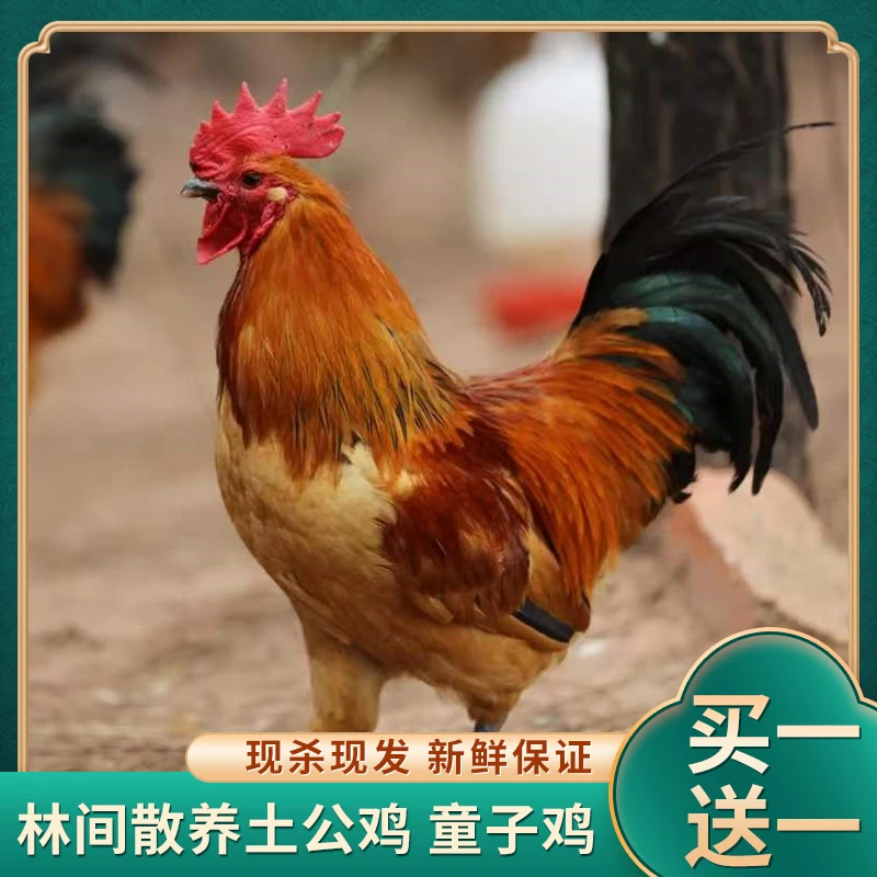 【果林散养】农家散养土公鸡 带内脏 2只毛重8斤左右 净重5.5-6斤