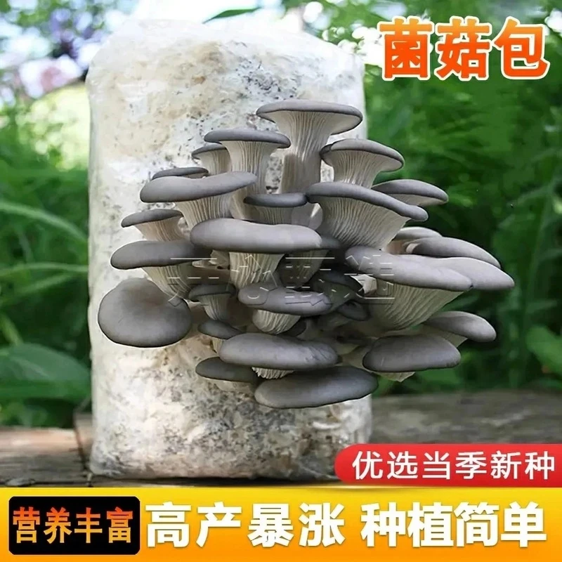 蘑菇菌包蘑菇种植包平菇香菇食用菌蘑菇种子家庭种植阳台种植姬菇