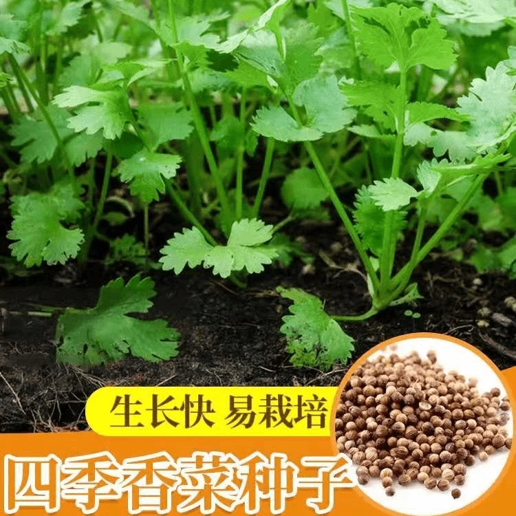 3.8元三包四季速生香菜种子耐抽薹芫荽种籽春秋四季蔬菜种籽盆栽