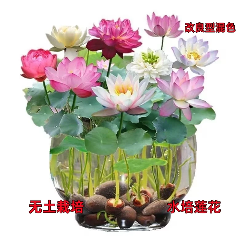【9.9元3包】水培开口碗莲种子盆栽无土水养莲花四季开花赠营养液