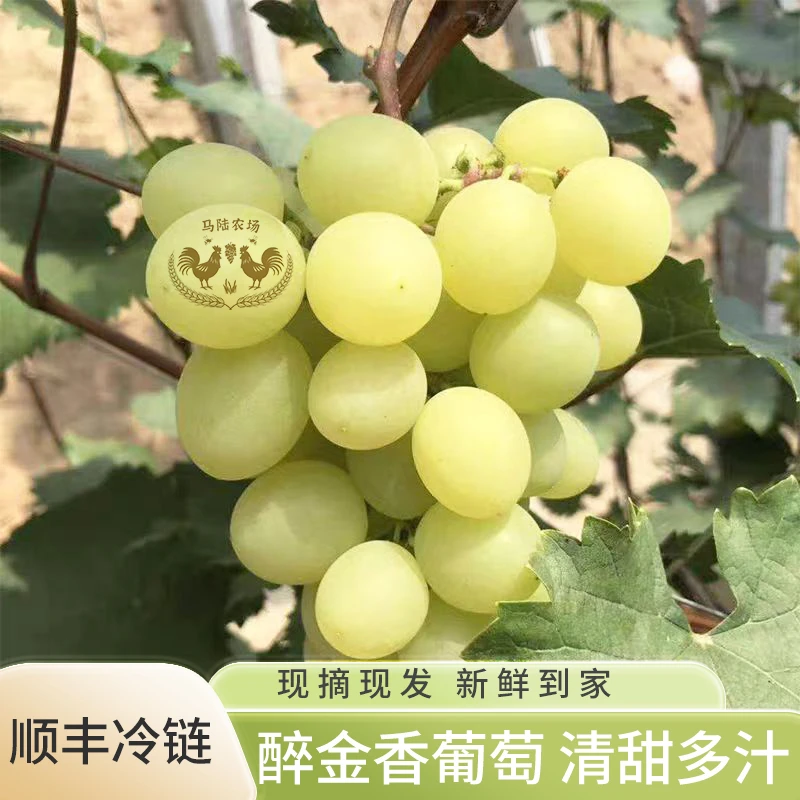 【顺丰冷链】醉金香当天采摘连新鲜颗粒优选饱满无籽包赔发货多汁