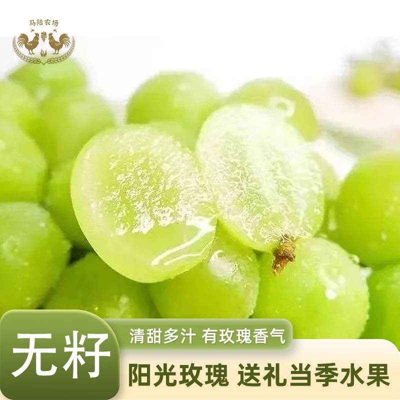 【特级果】马陆农场阳光玫瑰葡萄当天采摘顺丰冷连新鲜颗粒优选饱满