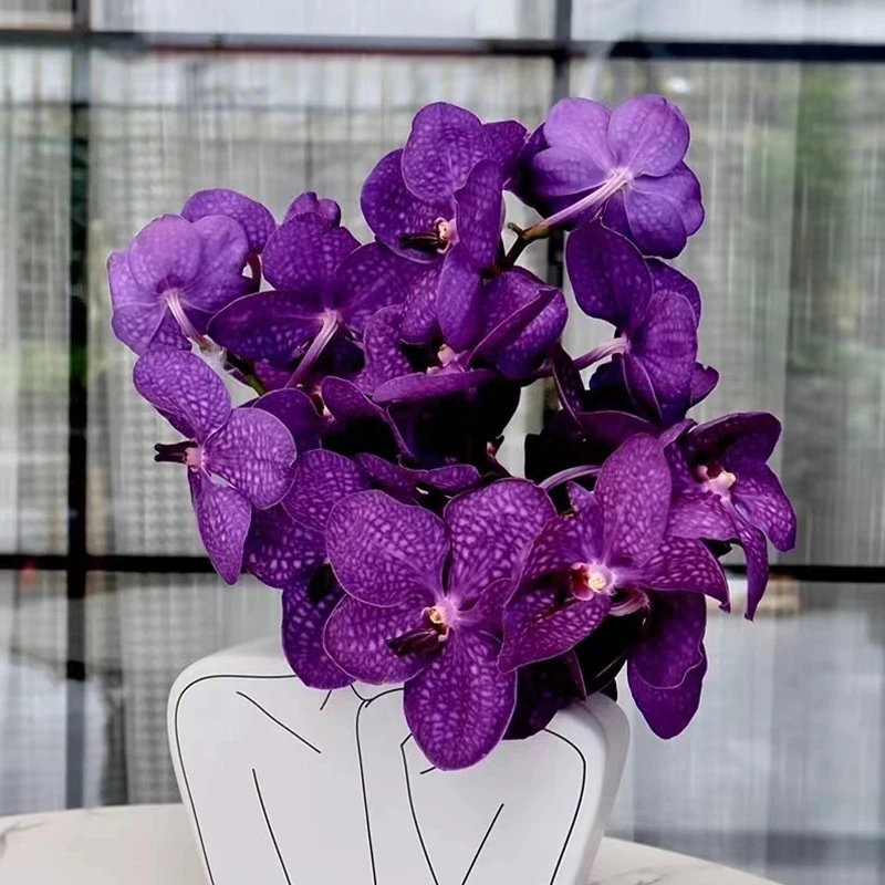 胡姬花鲜花云南基地直发室内水养新鲜胡姬兰花鲜切花紫色水培插花