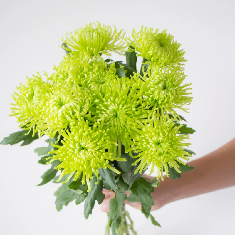 绿色安娜菊鲜花云南直发夏季水养新鲜插花菊花烟花菊鲜切花花束