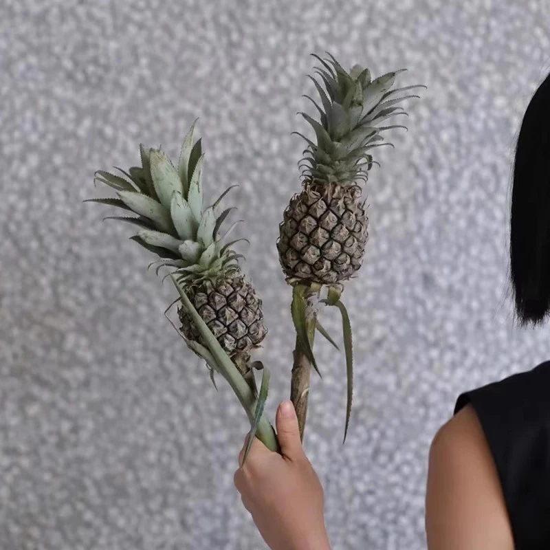 观赏小菠萝鲜花云南直发客厅水培水果植物鲜切花插花黑凤梨花束