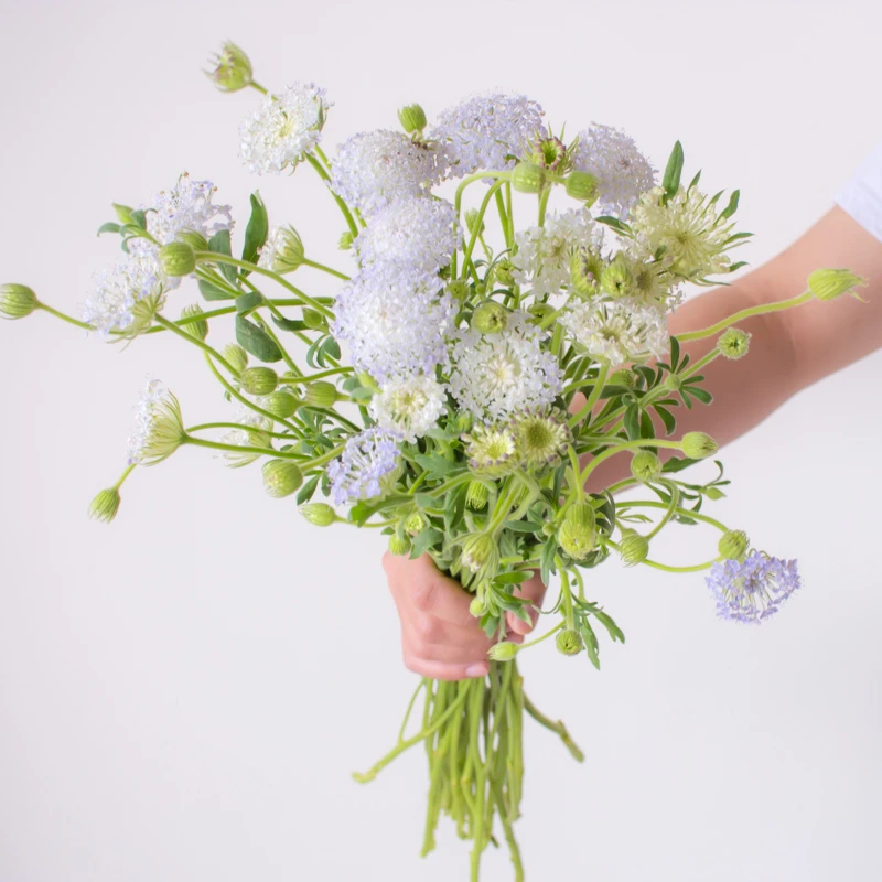 紫色翠珠花鲜花云南直发室内水培绿植花束插花配花雨伞花鲜切花