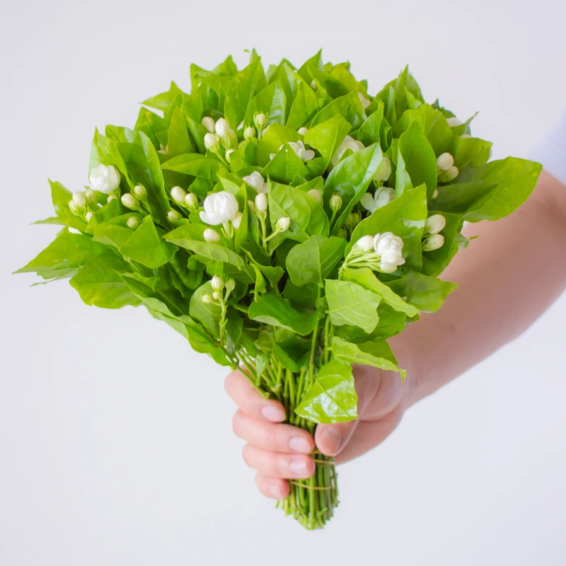 茉莉花鲜花云南直发家庭桌面插花鲜切花室内水养绿植花束茉莉手环