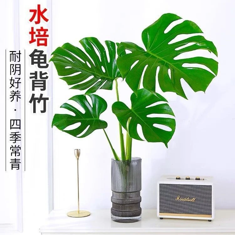 龟背叶云南基地直发鲜花办公室室内绿色水养新鲜插花节日礼物顺丰