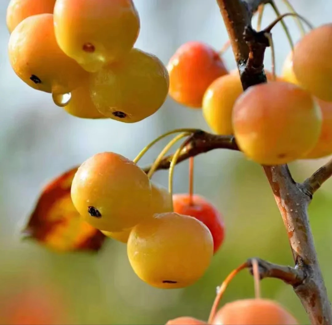 海棠花海棠果盆景老桩