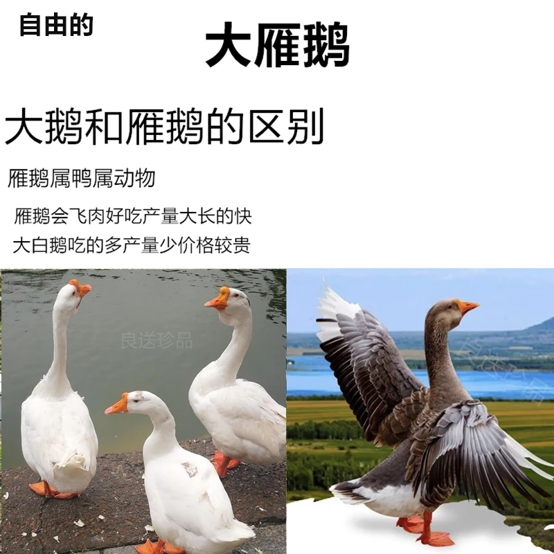 【2只装】大雁鹅拍一只送一只杀完后净重共大概8斤左右