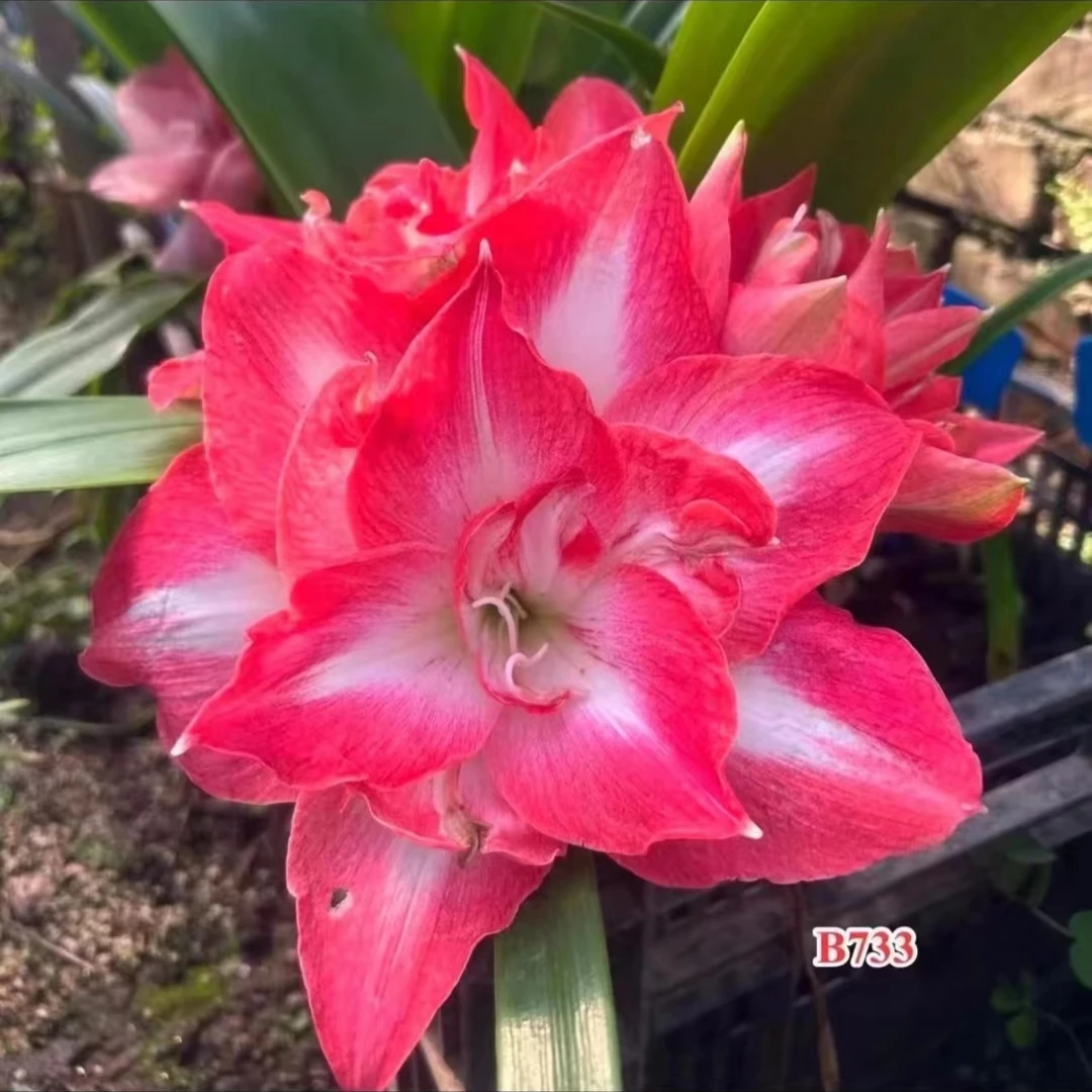 丘南朱顶红基地，b733（凌霄）（6cm左右）地栽自然球