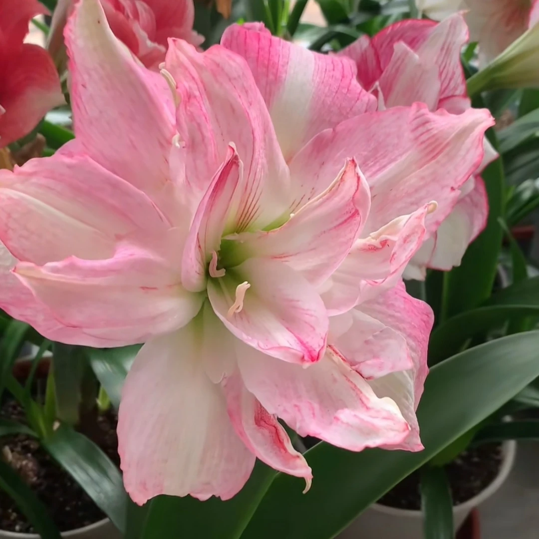 丘南朱顶红基地，安妮塔（5cm➕）地栽