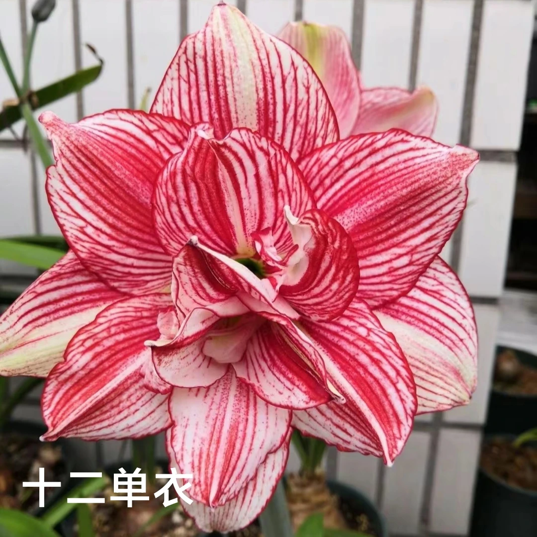 丘南朱顶红基地，十二单衣（3.5左右裸球，4➕，5➕等规格）干巴球！