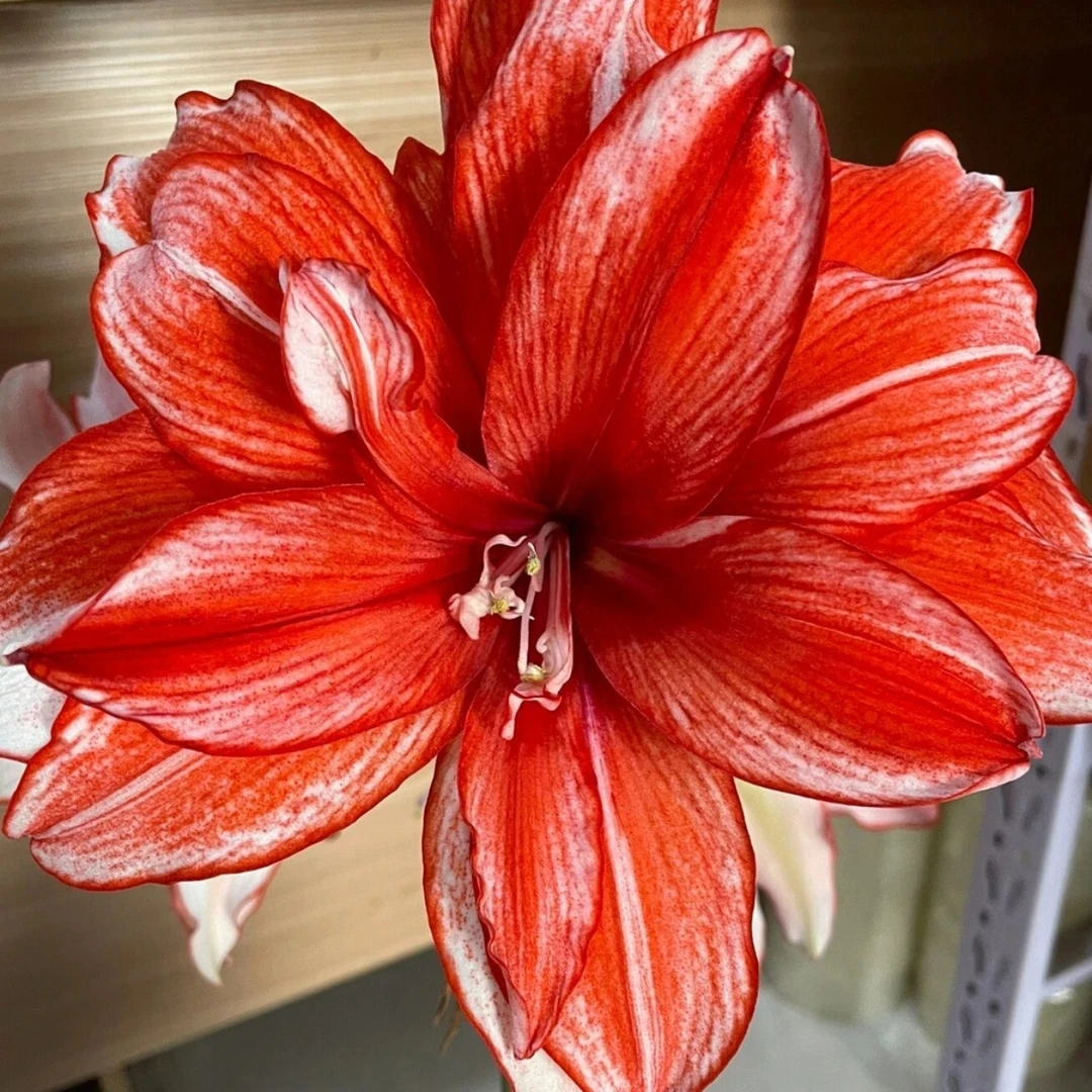 丘南朱顶红基地，火焰黛丝(3cm➕，)自然球