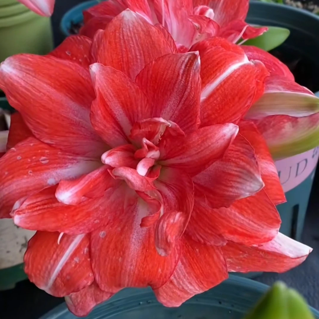 丘南朱顶红基地，蒂卡梦华（7cm➕）满60米包邮