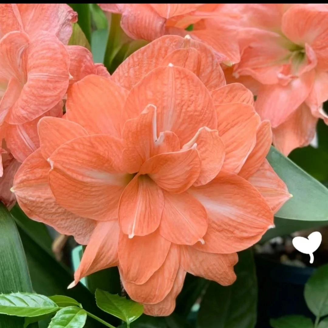 丘南朱顶红基地，鲑鱼孔雀（5cm左右）