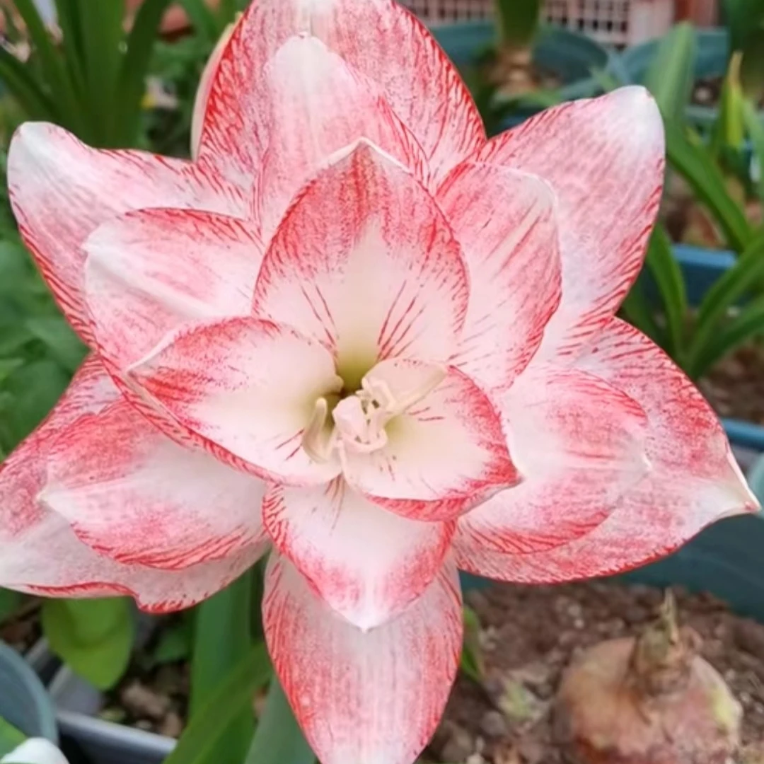 丘南朱顶红基地，秘恋（7cm➕，8cm➕）地栽