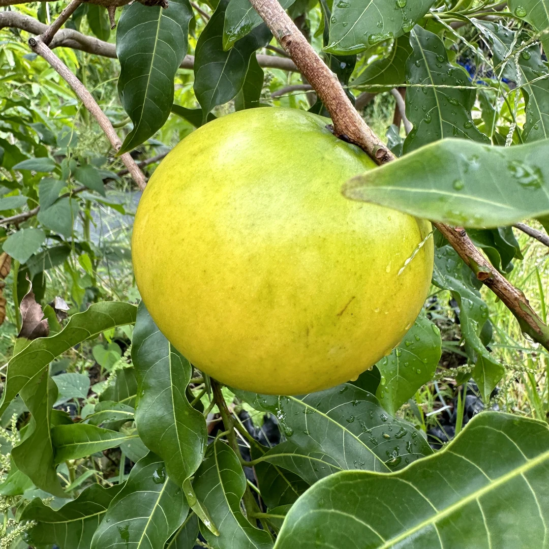 蜜糖黄晶果嫁接苗大苗超甜大果无果胶品种
