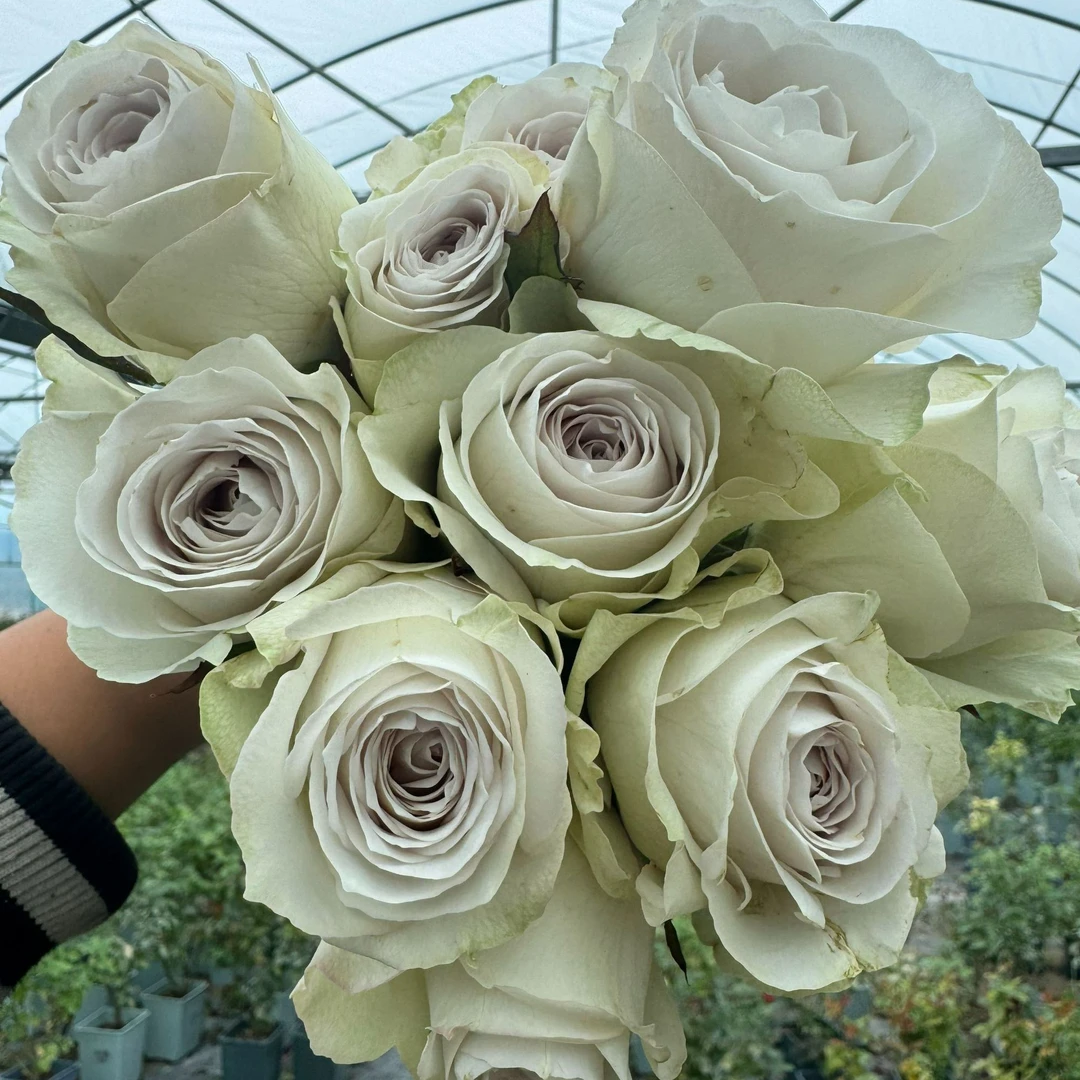 老磨盘【摇篮曲】月季