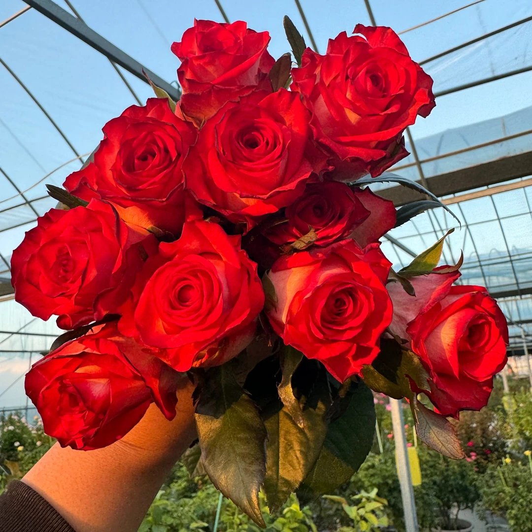 老磨盘【胭脂扣/害羞/红脸/腮红/脸红/布鲁士/雅西卡】月季