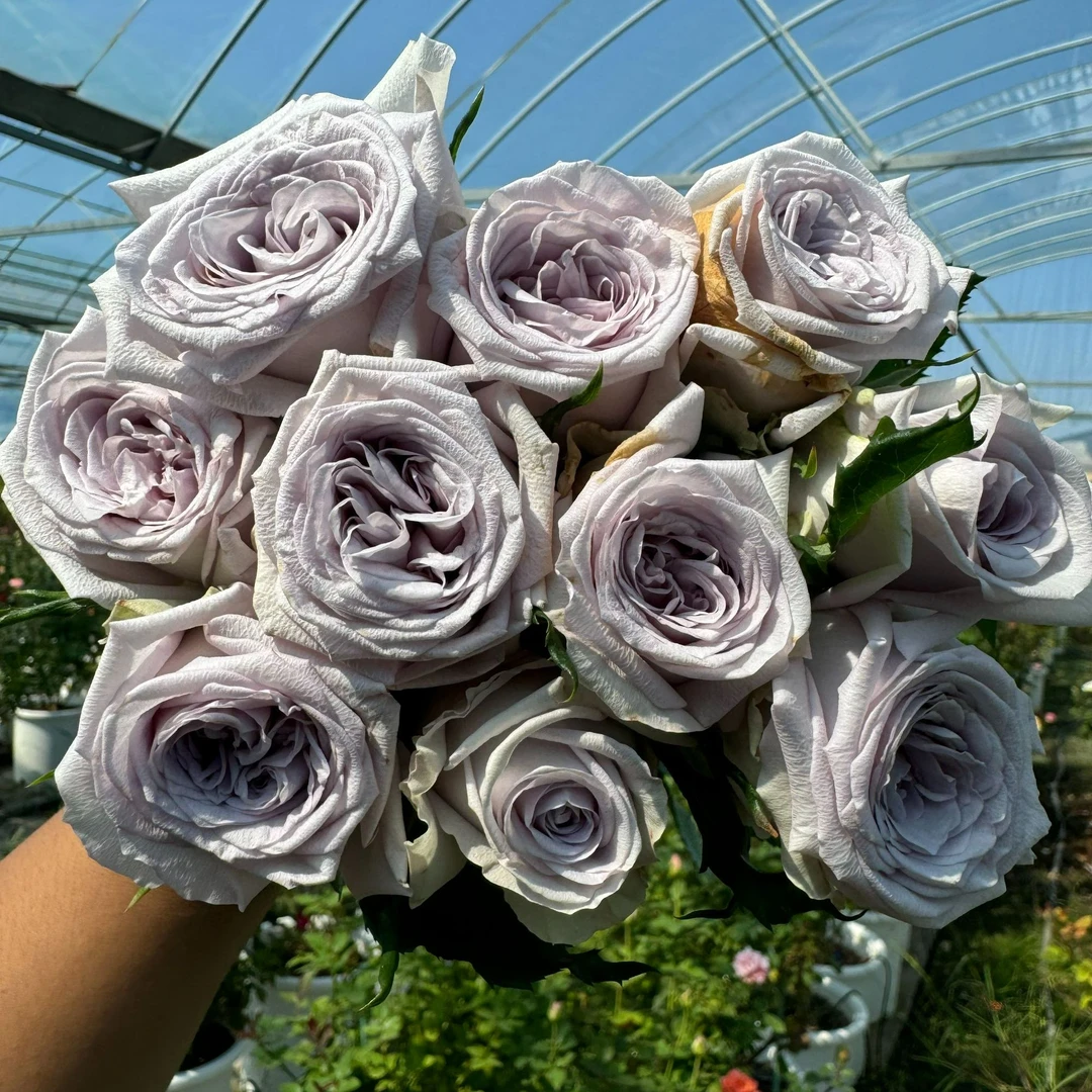 老磨盘【紫荔枝】月季