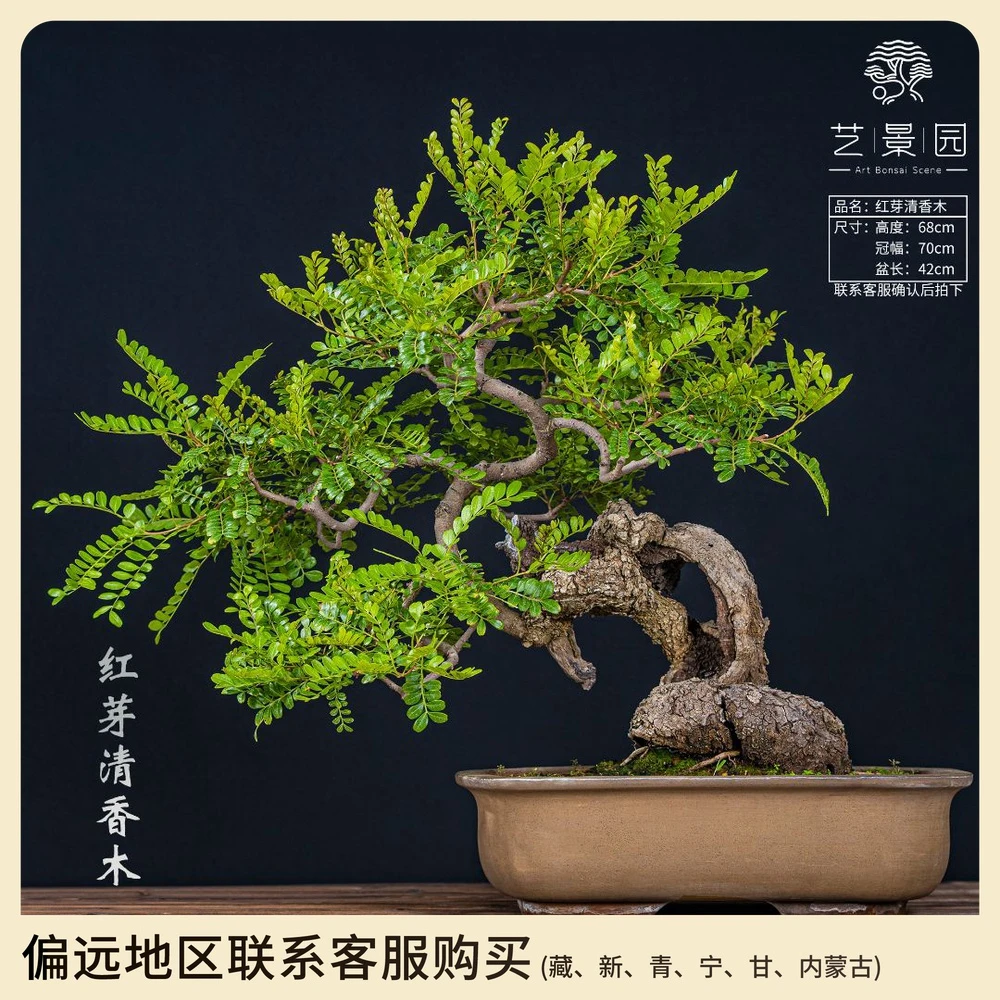 【艺景园-毛毛】通用链接一物一拍艺术高端盆景99800以直播间为准
